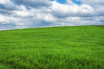 Fototapeta premium Green field and blue sky white cloud nature background.Farmland. Beautiful field against blue sky with white clouds.