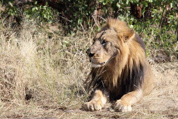 Afrikanischer Löwe / African lion / Panthera leo.