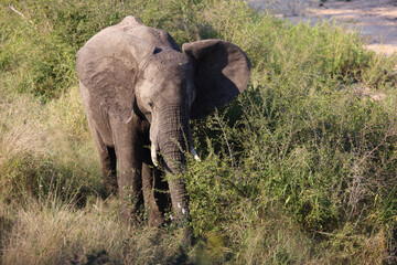 Fototapeta premium Afrikanischer Elefant / African elephant / Loxodonta africana