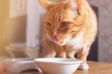  Adorable ginger cat licks over bowl of milk. Cat is sitting on wooden table. Close-up.