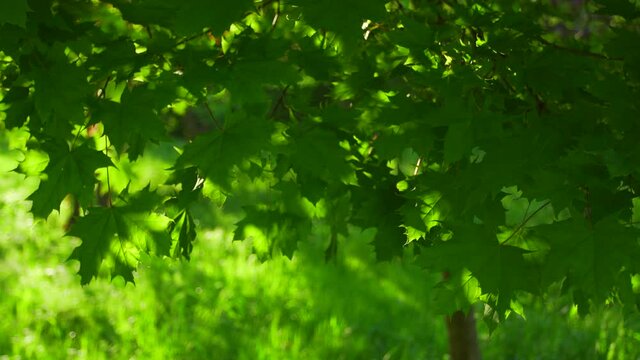 Closeup view 4k stock video footage of fresh green leaves of maple tree growing outdoor in scenic spring sunny sunset park. Natural abstract background