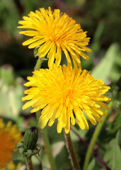 Dandelion flowers blooming close - up view