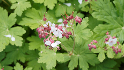 Geranium cantabrigiense 'Biokovo' ou géranium vivace des montagnes du biokovo en Croatie à...