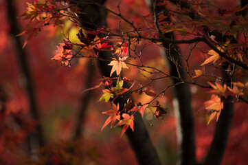 Autumn leafs of Japanese maple in sunshine day.