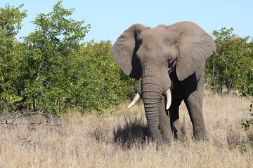 Afrikanischer Elefant / African elephant / Loxodonta africana