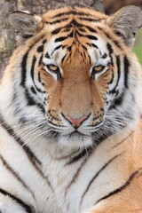 portrait of a tiger