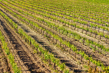 Fototapeta na wymiar Close-up of a field of green vineyards in rows