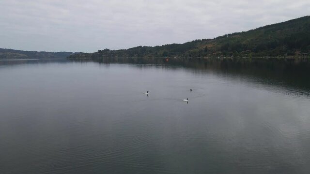 AERIAL - Black-necked swans swimming in Vichuquen Lake, Chile, wide shot