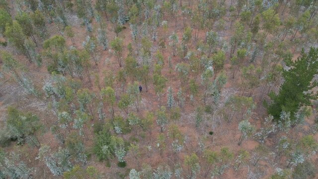 AERIAL - Man in a forest of eucalyptus trees, Vichuquen, Chile, wide shot