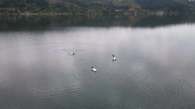 AERIAL - Black-necked swans in Vichuquen Lake, Chile, static wide shot