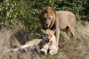 Plakat Afrikanischer Löwe / African lion / Panthera leo..