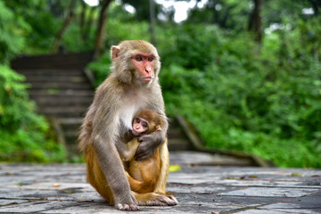 Monkeys at Swayambhu, Monkey Temple, in Kathmandu, Nepal
