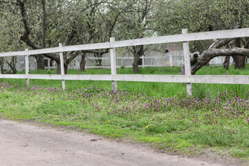 Purple lamium maculatum flowers in green grass under white wooden fence near the orchard