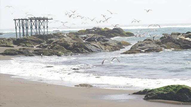Seagulls taking off from a rock in Llico, coast of Chile, wide shot pan left