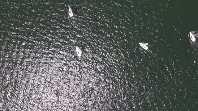 AERIAL - Sailboats during a regatta in Lake Vichuquen, Chile, wide shot top down