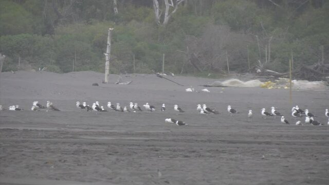 Seagulls standing on the beach at Llico, coast of Chile, handheld wide shot