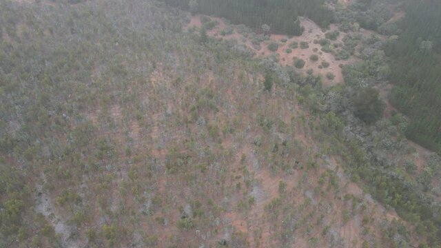 AERIAL - A large eucalyptus tree forest in Vichuquen, Chile, wide spinning shot