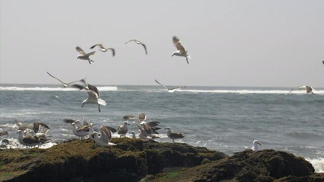 Seagulls landing on a rock in Llico, coast of Chile, handheld tracking shot