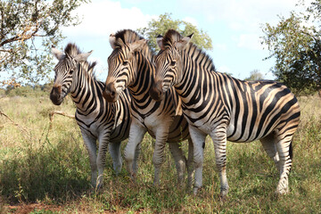 Steppenzebra / Burchell's zebra / Equus burchellii