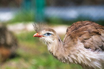 Oiseau