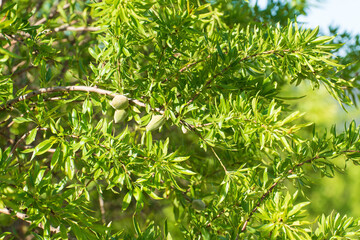 Close-up of green almonds in the almond. Shallow depth of field. Blurry background.