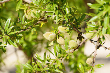 Close-up of green almonds in the almond. Shallow depth of field. Blurry background.
