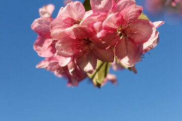 Malus halliana blossoming fruit tree an apple-tree against background of blue sky