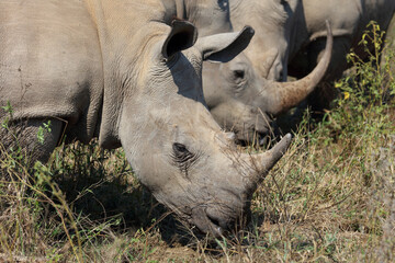 Obraz premium Breitmaulnashorn / Square-lipped rhinoceros / Ceratotherium Simum