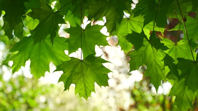 Closeup view 4k stock video footage of fresh green leaves of maple tree growing outdoor in scenic spring sunny sunset park. Natural abstract background