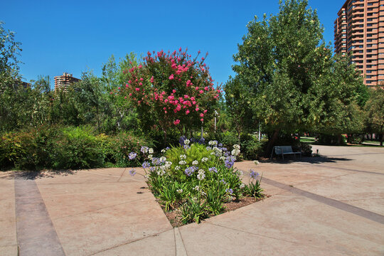 Flowers in Parque Arauco in Santiago, Chile