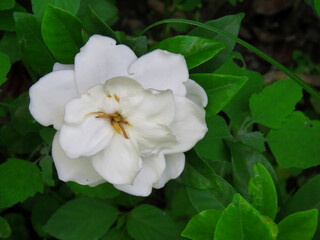 Cape jasmine flowers, Gardenia jasminoides, commonly known as gardenia                               