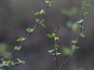 A vase of flowers on a tree branch