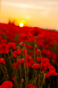 Beautiful background with blooming red poppies in the rays of the setting sun © Sviatlana