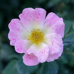 Obraz premium Cherry Parfait Grandiflora Rose in Bloom. San Jose Municipal Rose Garden, San Jose, California, USA.