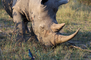 Breitmaulnashorn / Square-lipped rhinoceros / Ceratotherium Simum