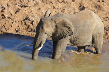 Fototapeta premium Afrikanischer Elefant / African elephant / Loxodonta africana