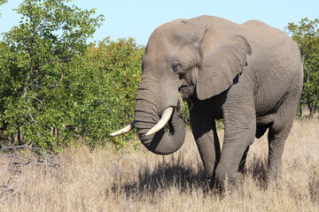 Afrikanischer Elefant / African elephant / Loxodonta africana
