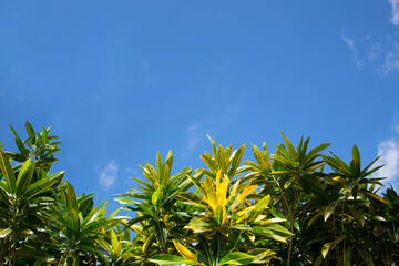 Background for displaying text On the blue sky and the fresh green bush
