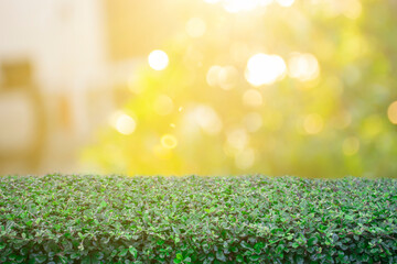 Show products on exhibit Green bush Against the bokeh background of the bright morning sun Give a refreshing feeling