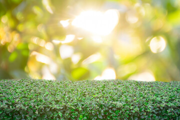 Show products on exhibit Green bush Against the bokeh background of the bright morning sun Give a refreshing feeling