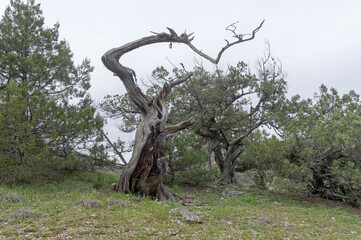 Dried relict treelike juniper with a bizarrely curved trunk.