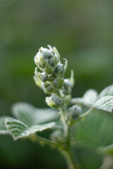 Small botany of blackberry flowers among green leaves in afternoon ,blackberry flowers with blur background , wild plants ,Italy.