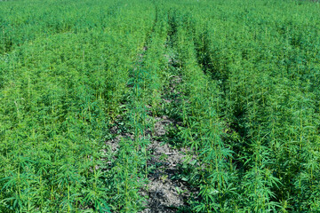 Fototapeta na wymiar marijuana plants grown in the open field. therapeutic cannabis concept.