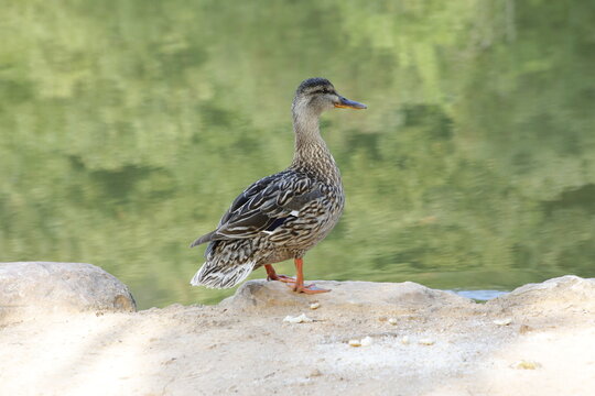 Retrato de un pato