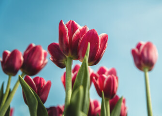 Field with bright tulips, Ukraine