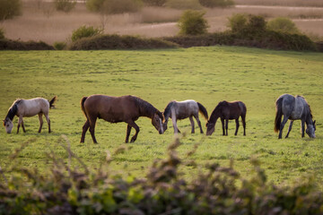 Obraz na płótnie Canvas Herd of brown color horses in a green field. Domestic animals in nature environment. Selective focus. Equestrian industry