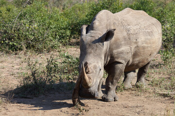 Fototapeta premium Breitmaulnashorn / Square-lipped rhinoceros / Ceratotherium Simum