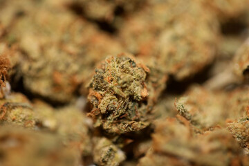 Cannabis bud close up background modern high quality big size print medical marihuana super lemon haze family cannabaceae