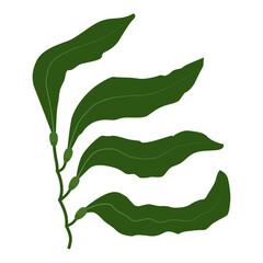 Seaweed plant macrocystis logo icon on white background