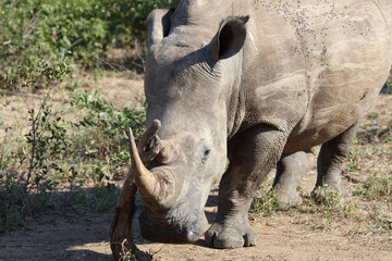 Breitmaulnashorn / Square-lipped rhinoceros / Ceratotherium Simum